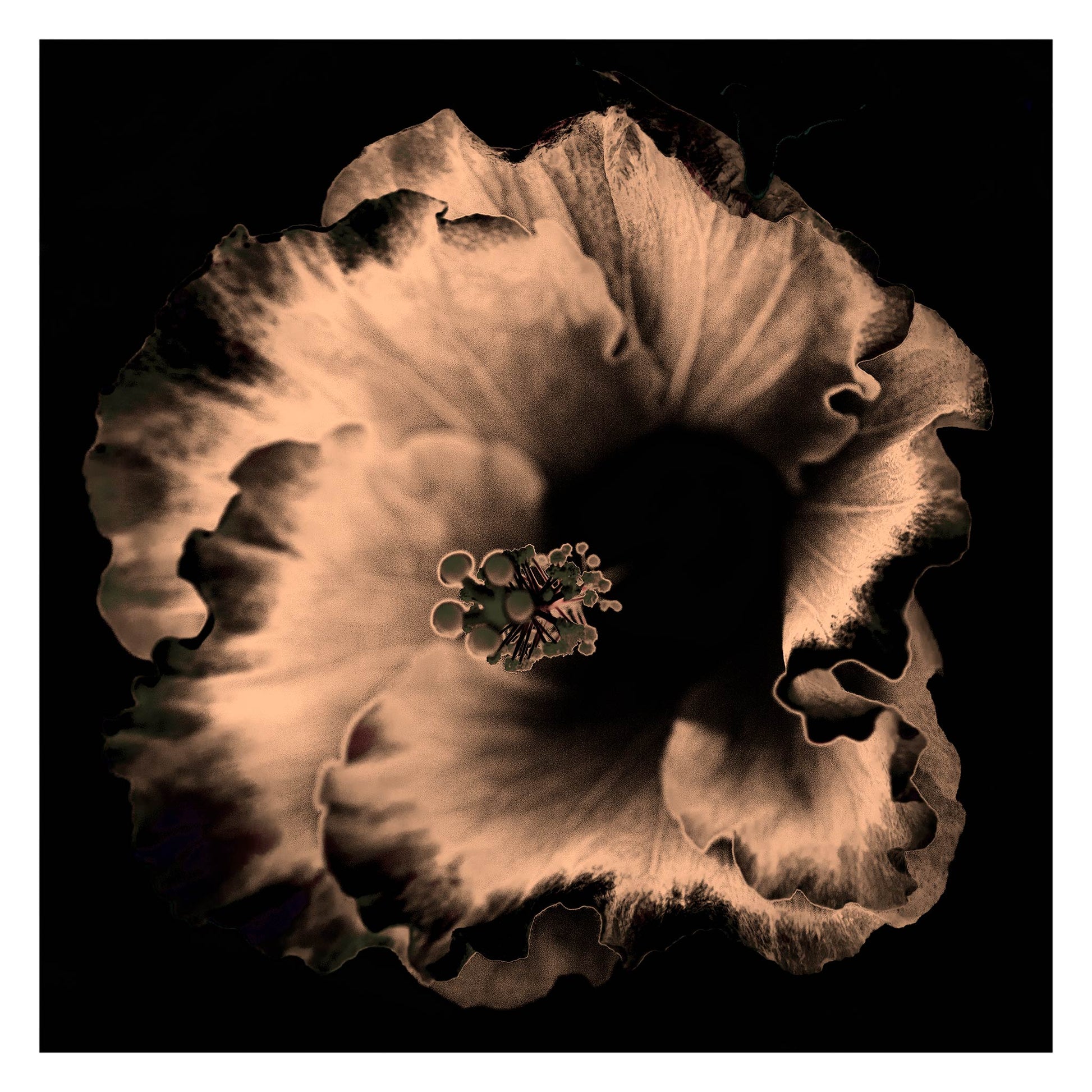 Hibiscus No.3 - 182073v20201-31 - 104x104cm, Sepia-toned close-up of hibiscus flower in dramatic monochrome, softly lit against a black background, stylised in elegant Pop Art form.