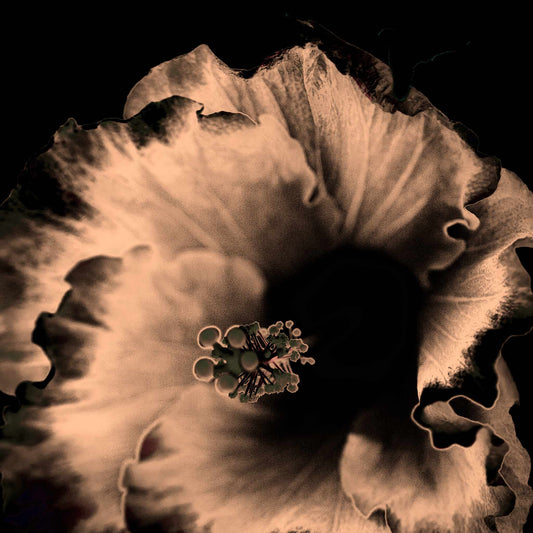 Hibiscus No.3 - 182073v20201-31 - Close Detail View, Sepia-toned close-up of hibiscus flower in dramatic monochrome, softly lit against a black background, stylised in elegant Pop Art form.