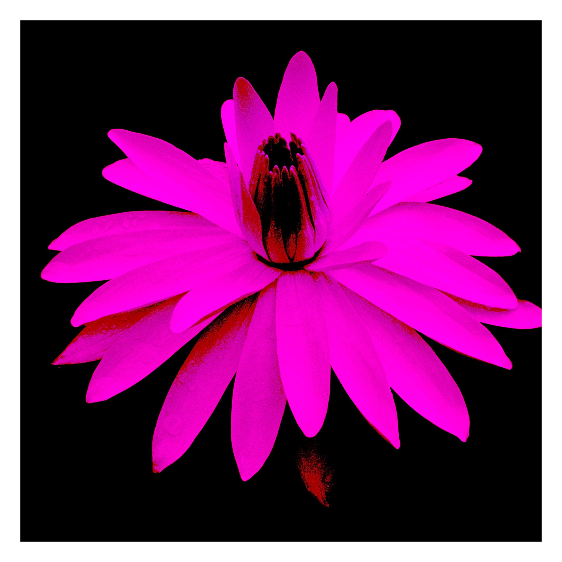 Lily in the Lake - 11002bv3 - 104x104cm, Vibrant magenta-pink water lily with dark centre on black background, digitally reworked in Pop Art style with high saturation and dramatic contrast.