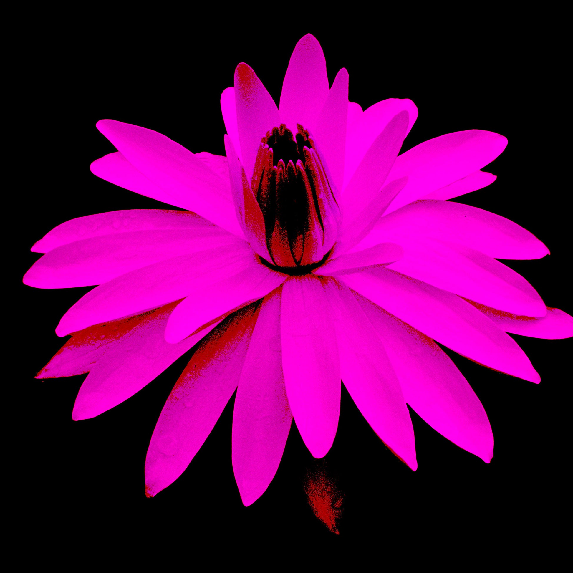 Lily in the Lake - 11002bv3 - 90x90cm, Vibrant magenta-pink water lily with dark centre on black background, digitally reworked in Pop Art style with high saturation and dramatic contrast.