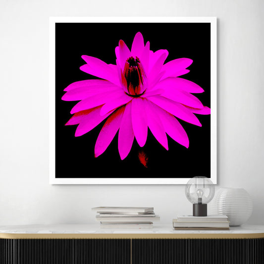 Lily in the Lake - 11002bv3 - Room View, Vibrant magenta-pink water lily with dark centre on black background, digitally reworked in Pop Art style with high saturation and dramatic contrast.