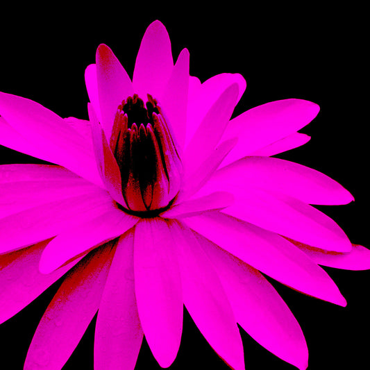 Lily in the Lake - 11002bv3 - Close Detail View, Vibrant magenta-pink water lily with dark centre on black background, digitally reworked in Pop Art style with high saturation and dramatic contrast.