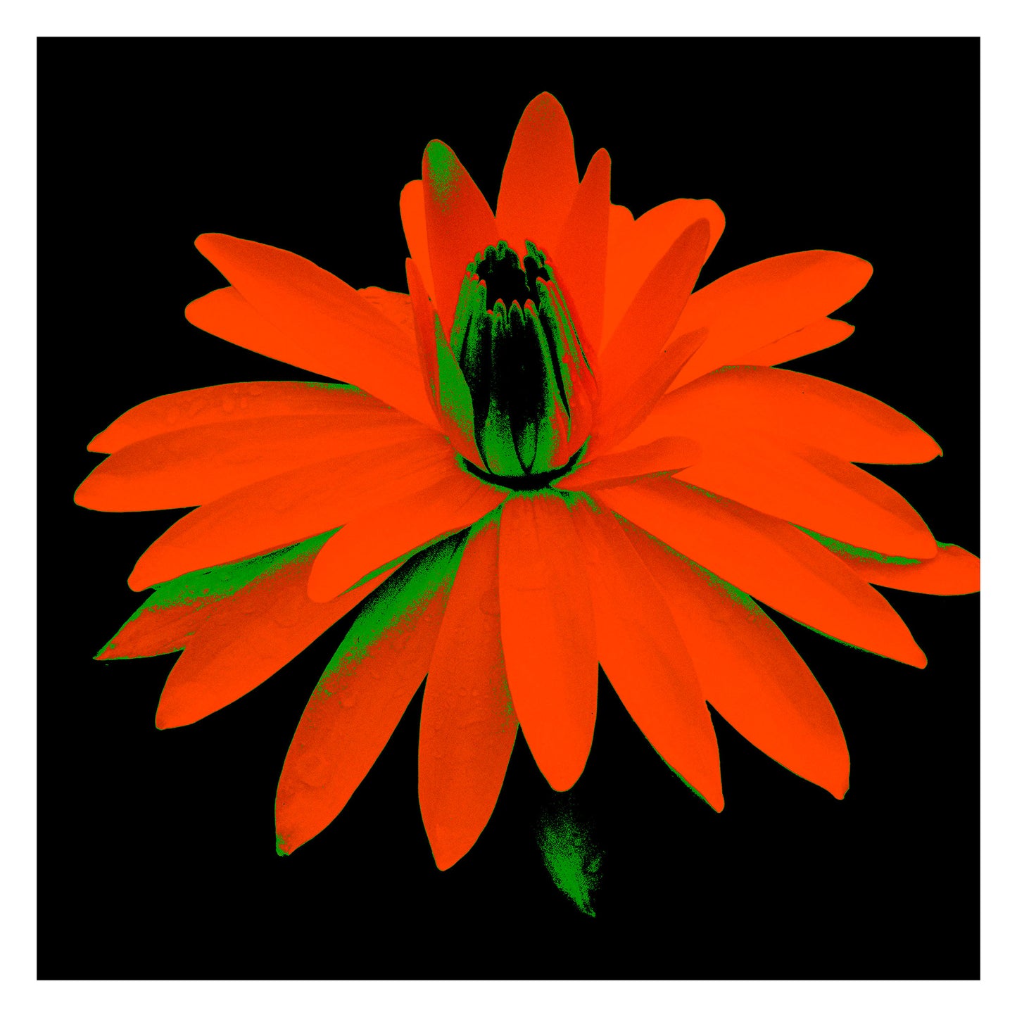 Lily in the Lake - 11002bv4 - 104x104cm, Intense red-orange water lily with green highlights on a black background, digitally stylised in a bold Pop Art aesthetic with glowing contrast and graphic impact.