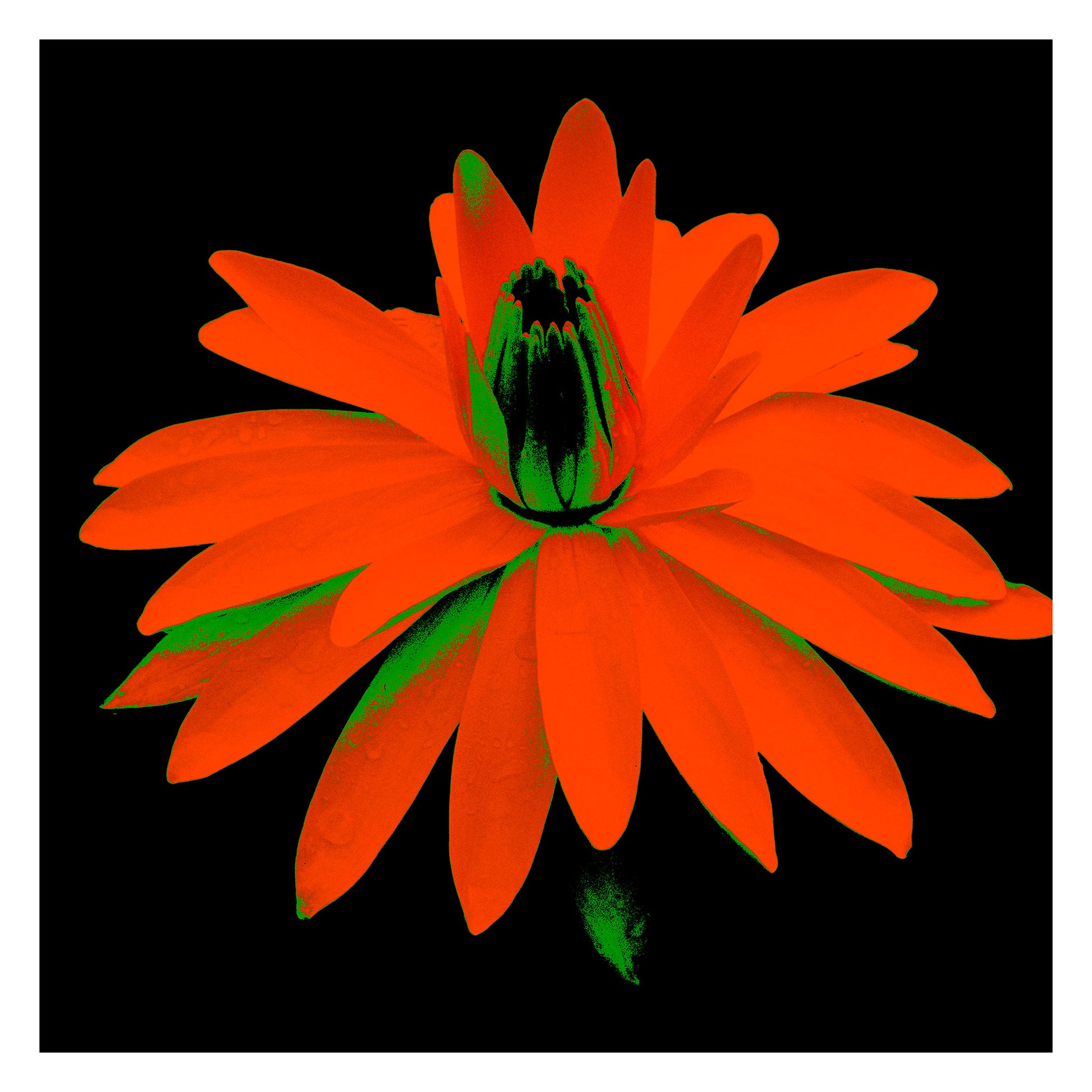 Lily in the Lake - 11002bv4 - 104x104cm, Intense red-orange water lily with green highlights on a black background, digitally stylised in a bold Pop Art aesthetic with glowing contrast and graphic impact.
