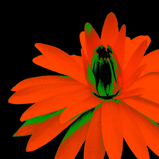 Lily in the Lake - 11002bv4 - Close Detail View, Intense red-orange water lily with green highlights on a black background, digitally stylised in a bold Pop Art aesthetic with glowing contrast and graphic impact.
