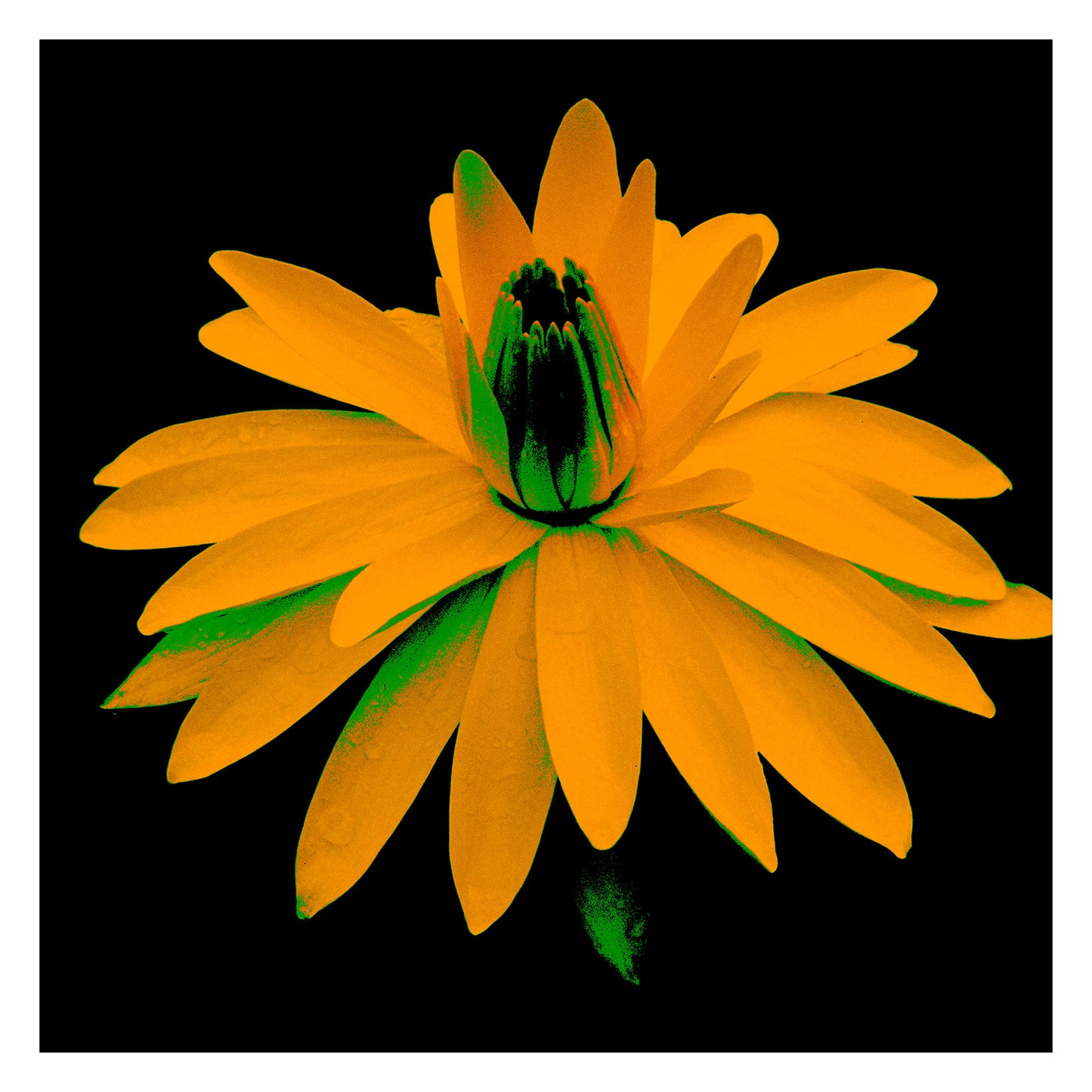 Lily in the Lake - 11002bv6 - 104x104cm, Amber-yellow water lily with green shadowing, digitally enhanced in a striking Pop Art palette against a black background, highlighting bold colour contrast and sculptural depth.