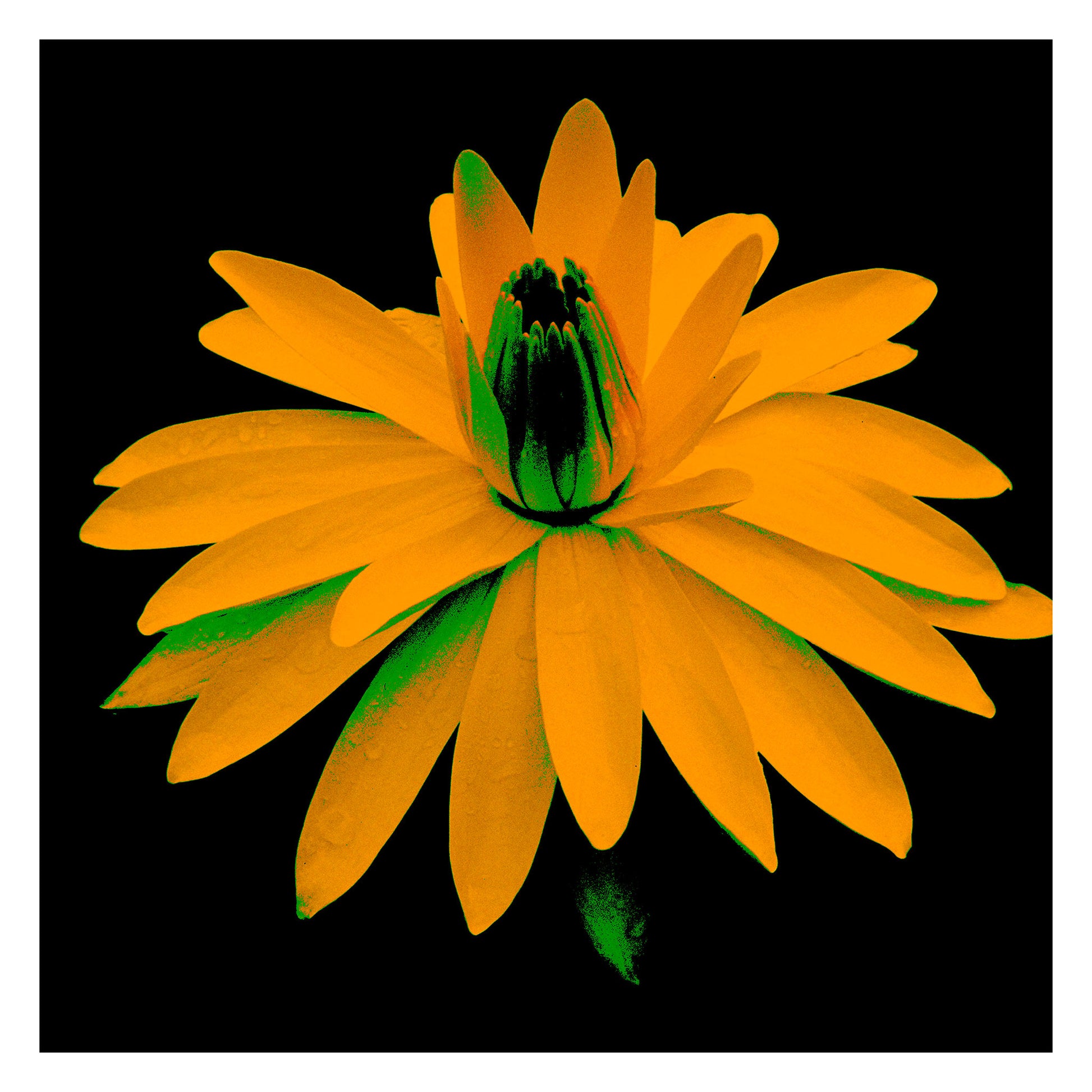 Lily in the Lake - 11002bv6 - 104x104cm, Amber-yellow water lily with green shadowing, digitally enhanced in a striking Pop Art palette against a black background, highlighting bold colour contrast and sculptural depth.