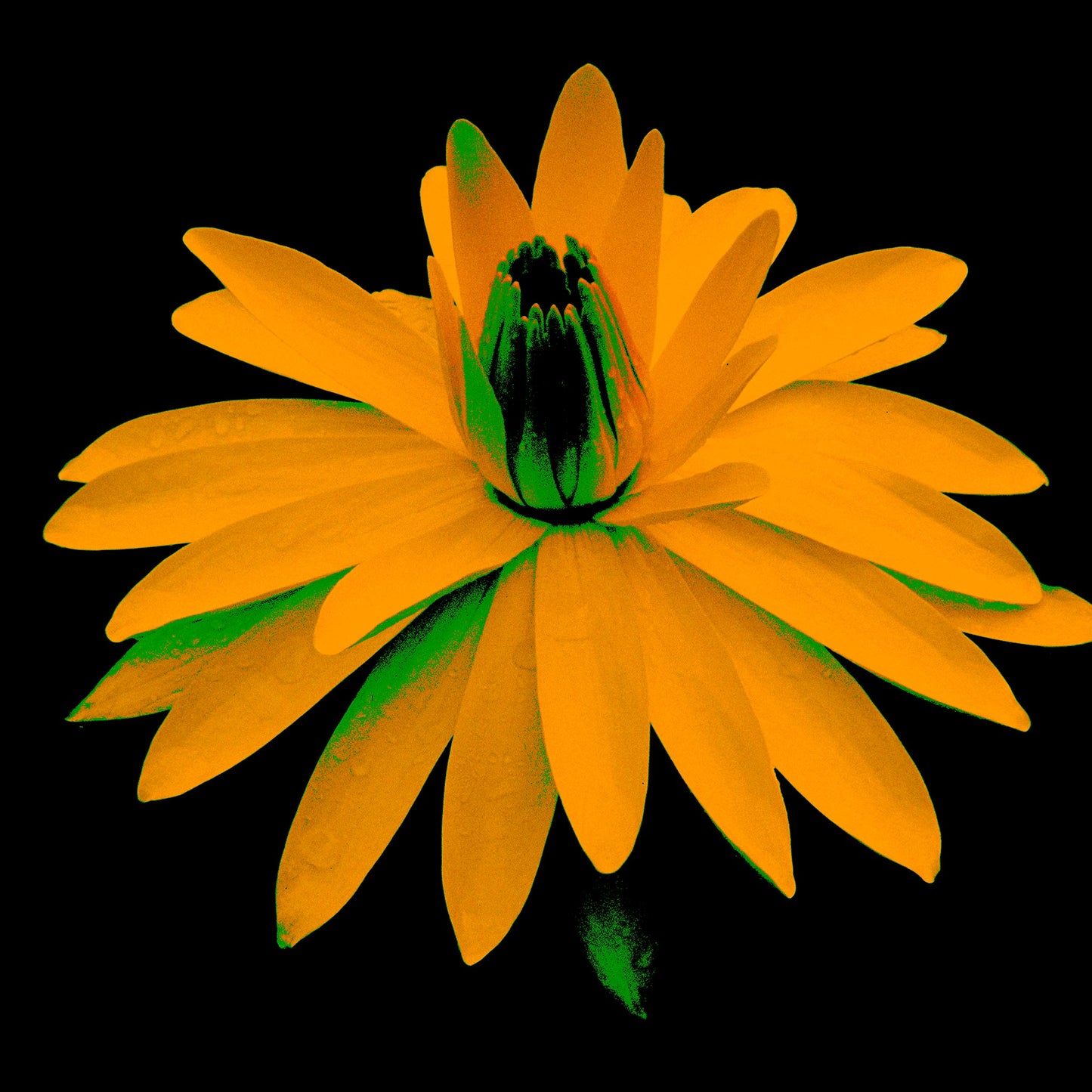 Lily in the Lake - 11002bv6 - 90x90cm, Amber-yellow water lily with green shadowing, digitally enhanced in a striking Pop Art palette against a black background, highlighting bold colour contrast and sculptural depth.