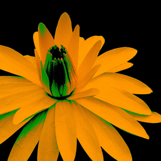 Lily in the Lake - 11002bv6 - Close Detail View, Amber-yellow water lily with green shadowing, digitally enhanced in a striking Pop Art palette against a black background, highlighting bold colour contrast and sculptural depth.