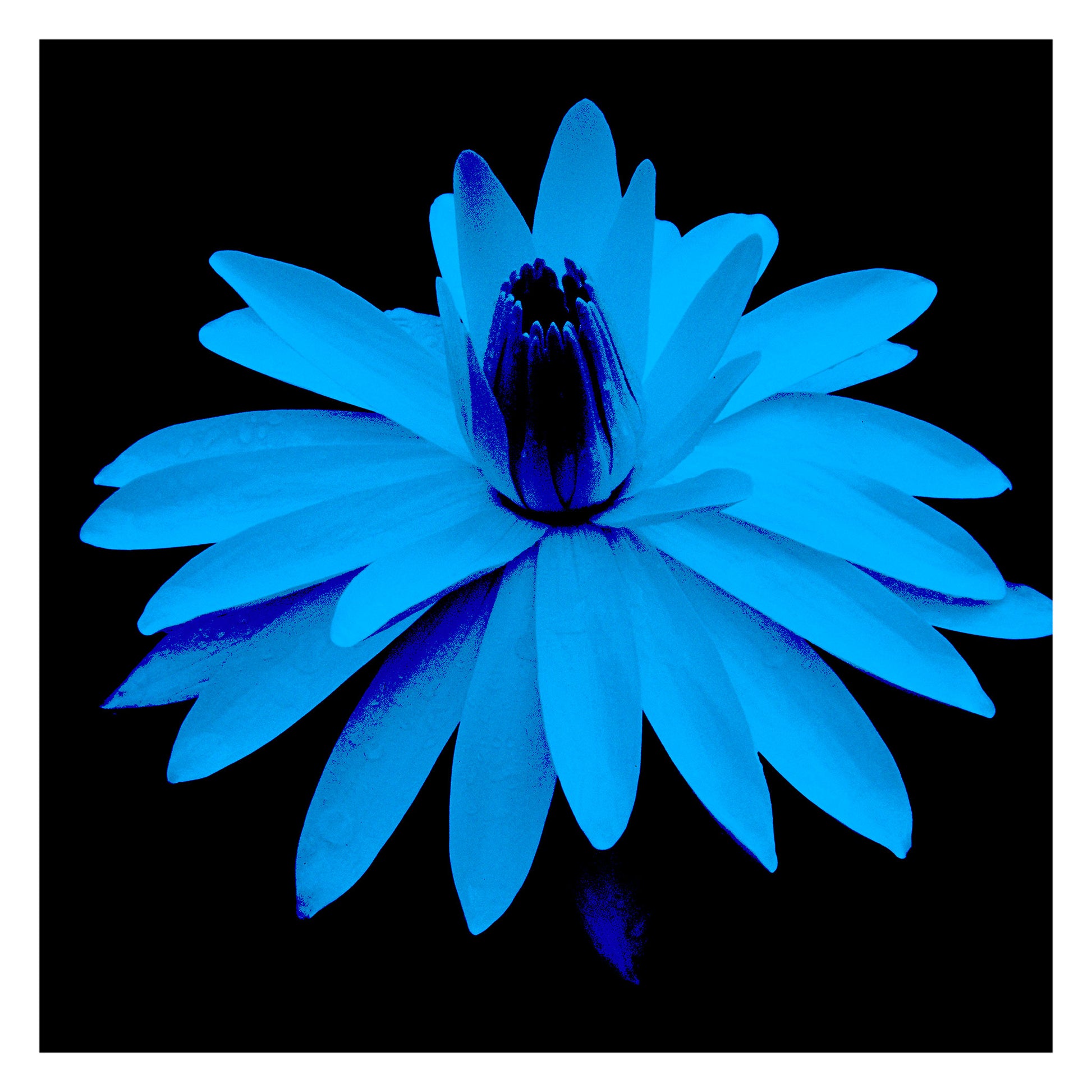 Lily in the Lake -11002bv7 - 104x104cm, Cyan-hued water lily on black background, digitally stylised in a vibrant Pop Art palette with luminous tones and sculptural contrast.