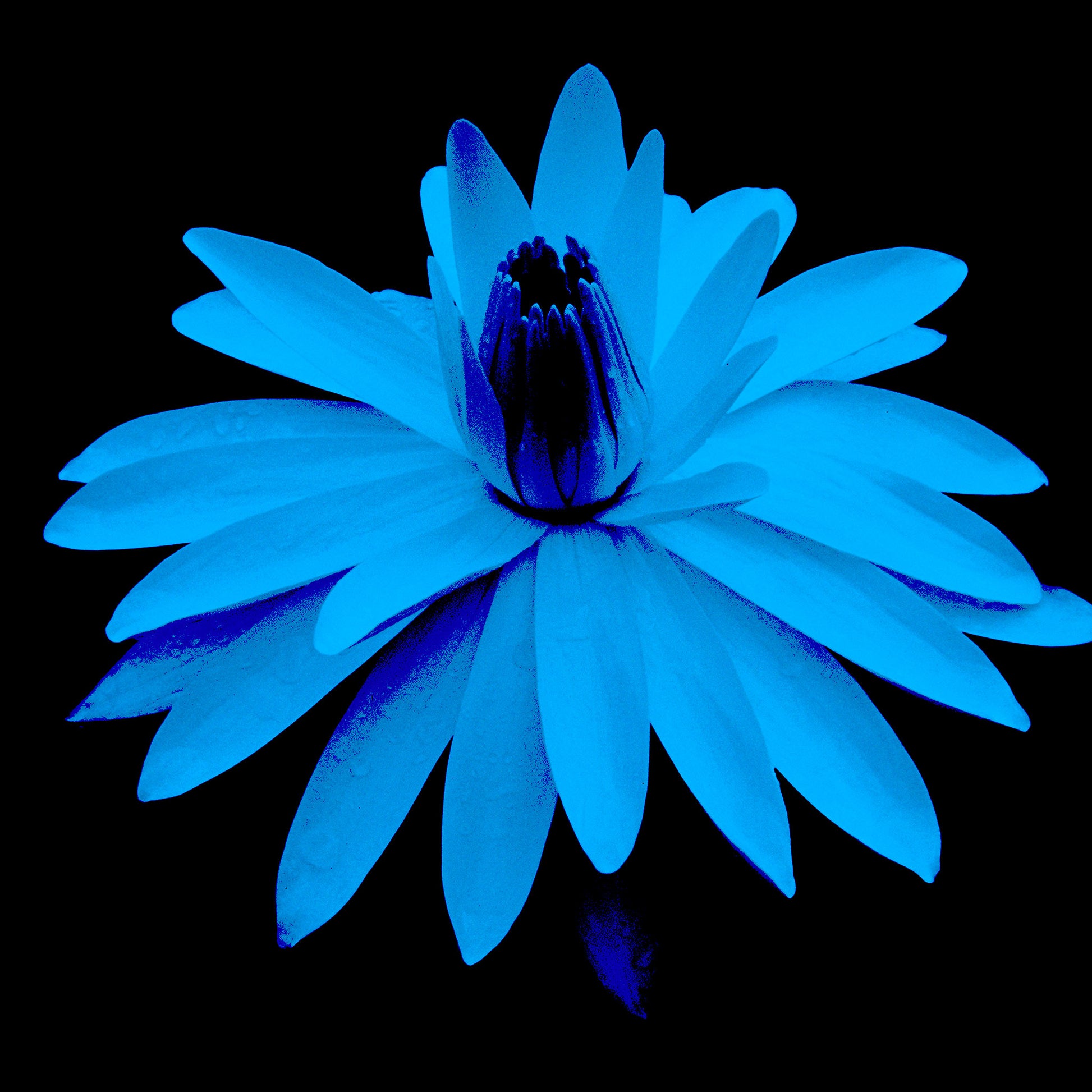 Lily in the Lake -11002bv7 - 90x90cm, Cyan-hued water lily on black background, digitally stylised in a vibrant Pop Art palette with luminous tones and sculptural contrast.