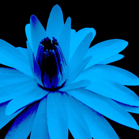 Lily in the Lake -11002bv7 - Close Detail View, Cyan-hued water lily on black background, digitally stylised in a vibrant Pop Art palette with luminous tones and sculptural contrast.