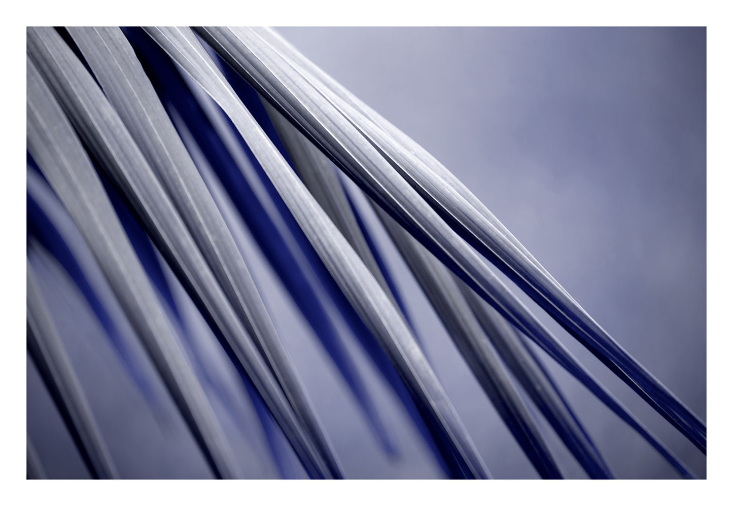 Xtra POP Set - Palm Frond - 190151av26 - 104x74cm, Abstract palm frond artwork in slate grey and deep cobalt blue, with crisp diagonal lines and bold shadowed movement.