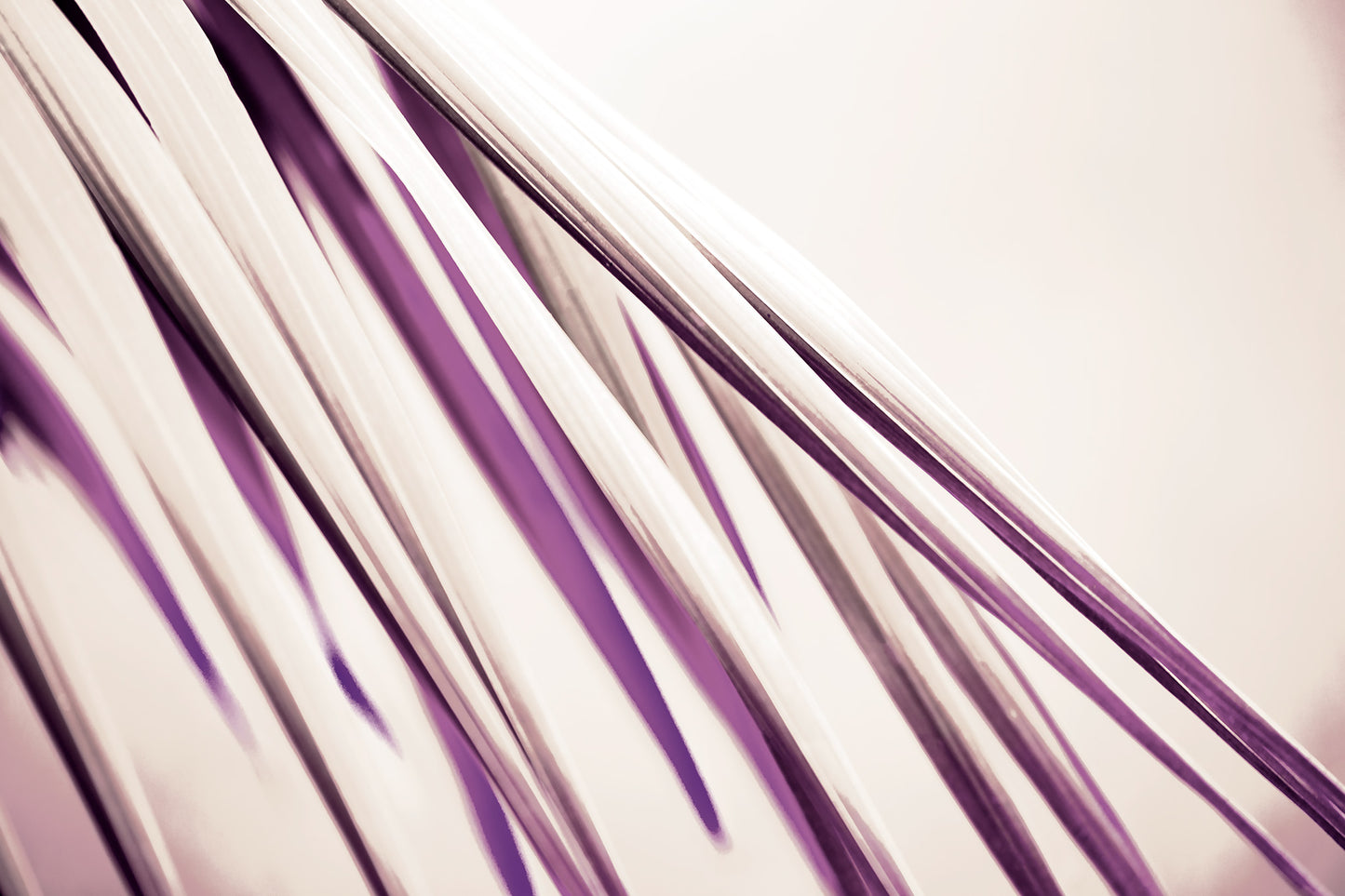 Xtra POP Set - Palm Frond - 190151bv27 - 90x60cm, Palm frond artwork in cream and plum tones, with flowing diagonal lines and a soft, abstract elegance.