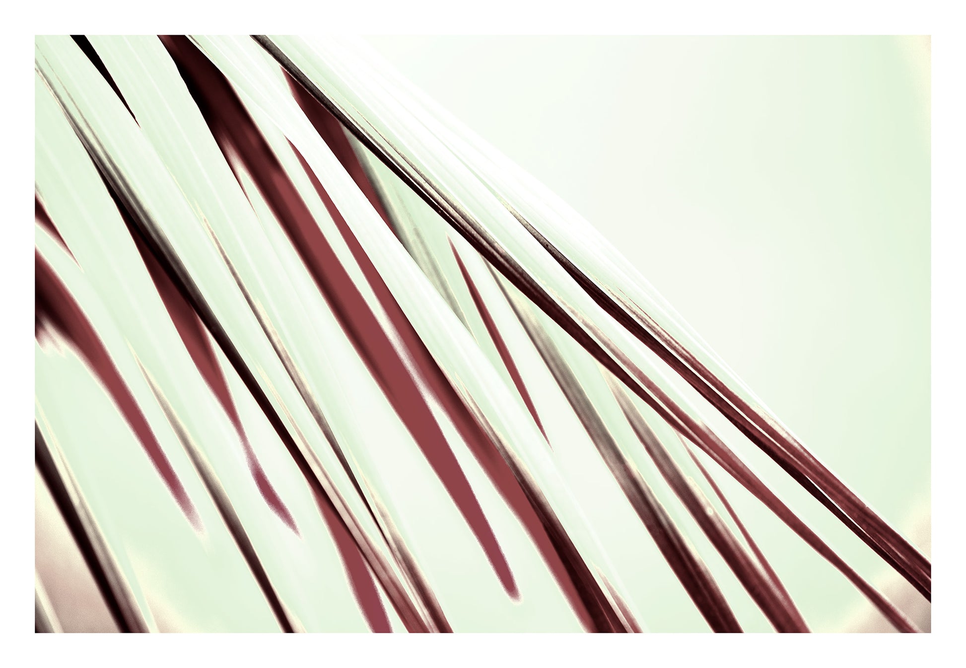 Xtra POP Set - Palm Frond - 190151bv28 - 104x74cm, Palm frond artwork in mint green and deep burgundy tones, with a bold graphic contrast and flowing diagonal movement. 