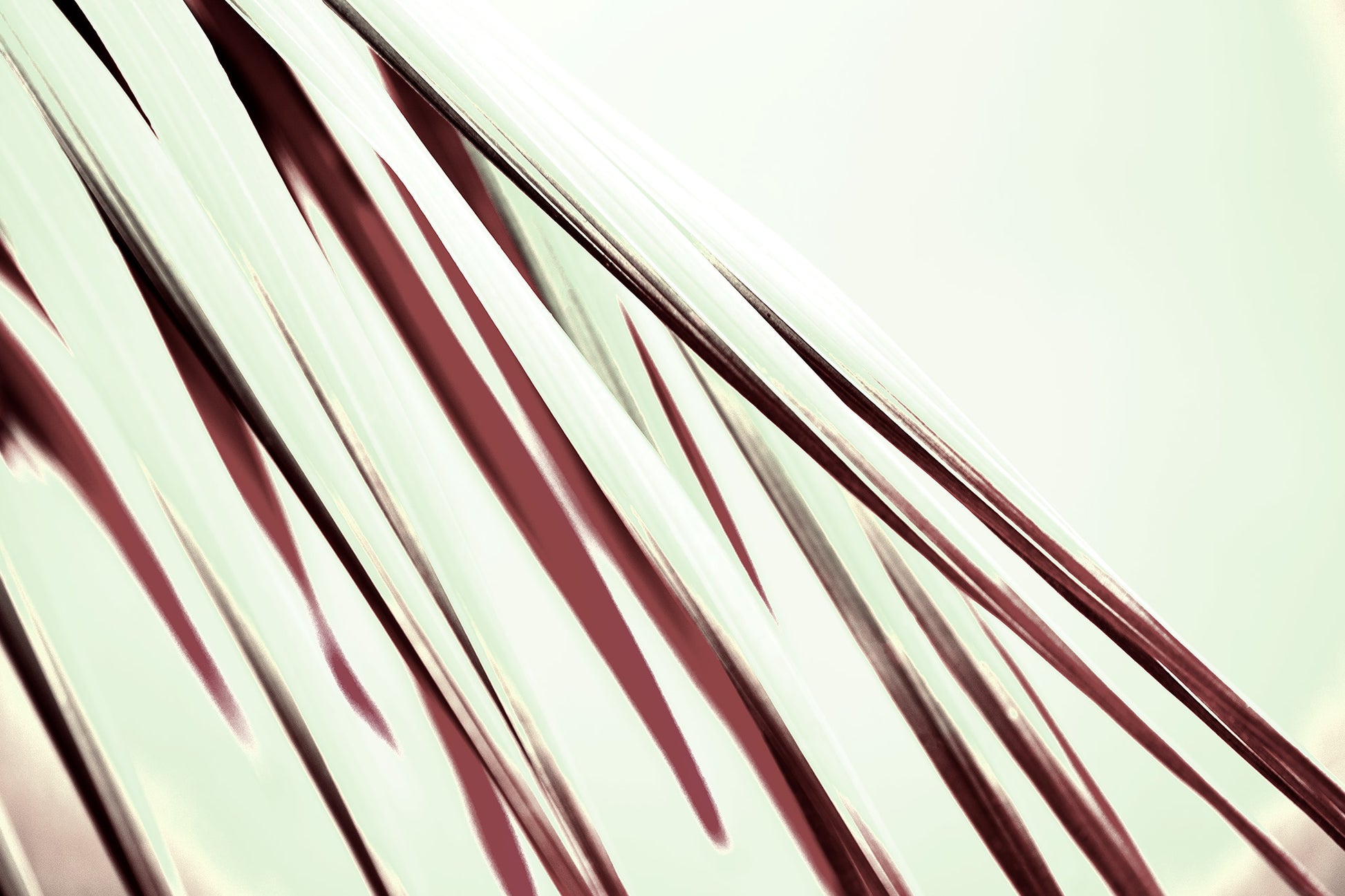 Xtra POP Set - Palm Frond - 190151bv28 - 90x60cm, Palm frond artwork in mint green and deep burgundy tones, with a bold graphic contrast and flowing diagonal movement. 