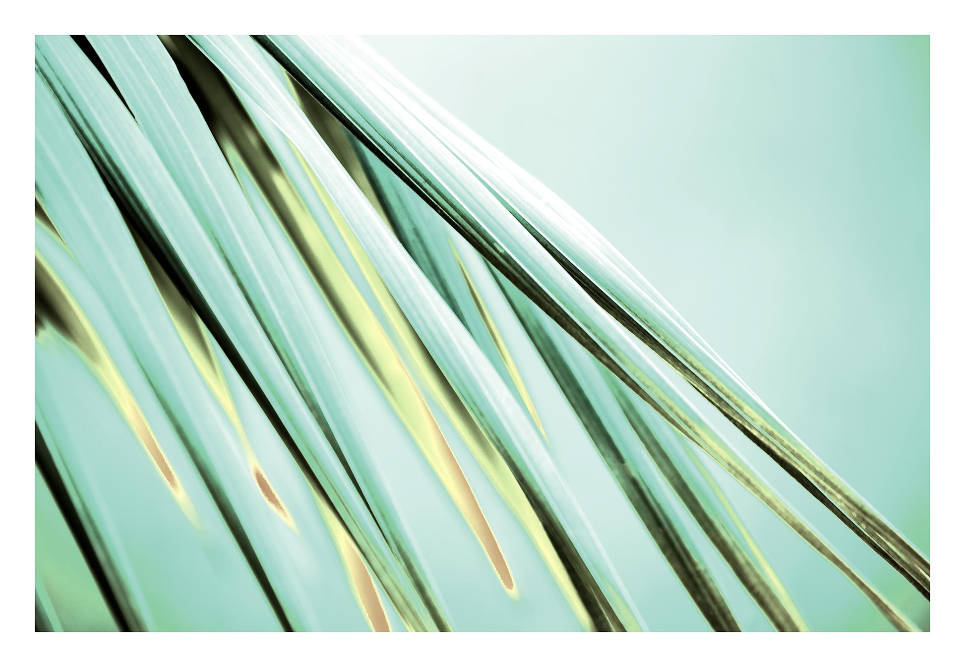 Xtra POP Set - Palm Frond - 190151bv29 - 104x74cm, Diagonal palm fronds in soft teal and citrus tones against a pale green background, evoking crisp elegance and botanical calm. 