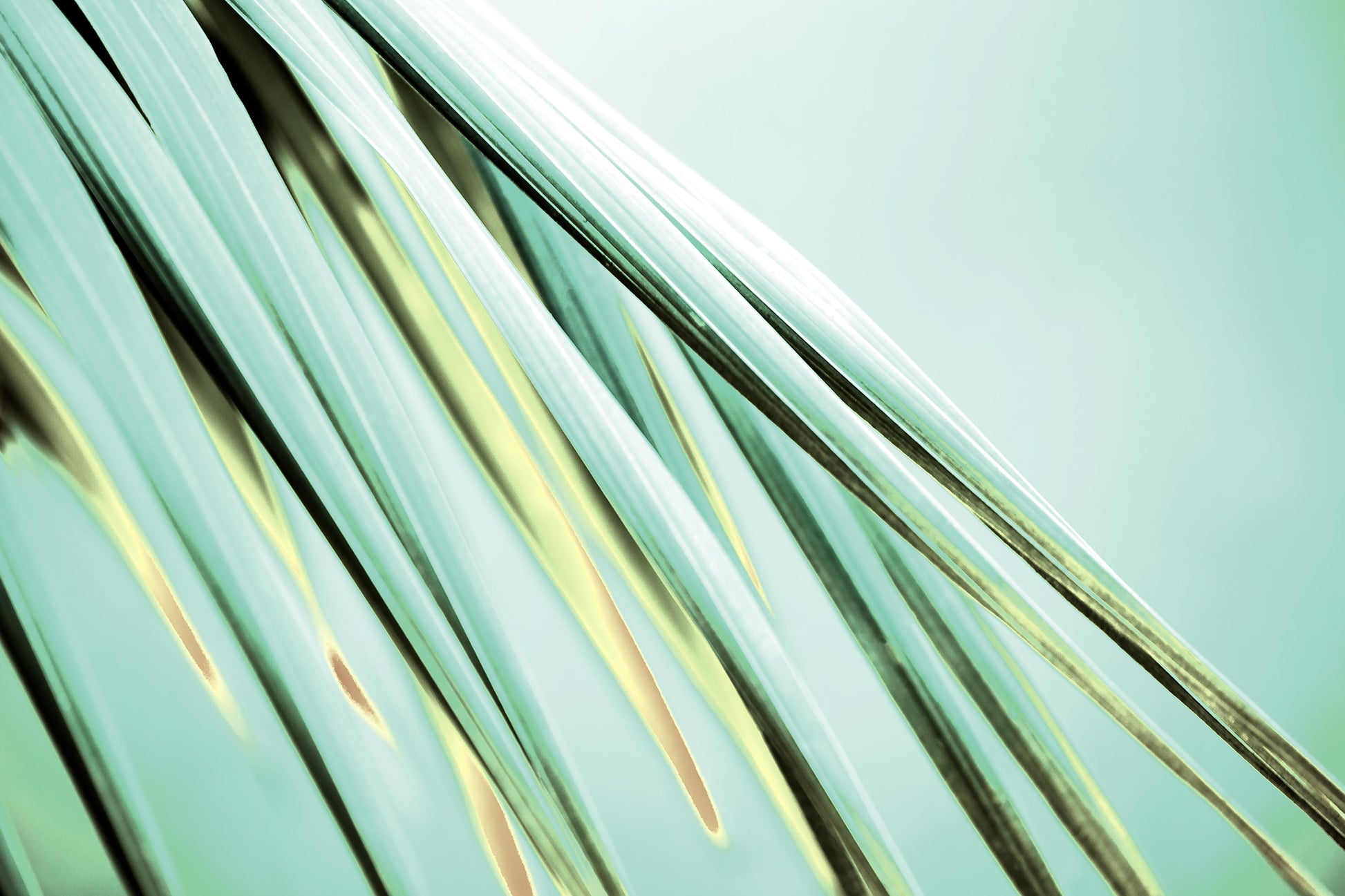 Xtra POP Set - Palm Frond - 190151bv29 - 90x60cm, Diagonal palm fronds in soft teal and citrus tones against a pale green background, evoking crisp elegance and botanical calm.