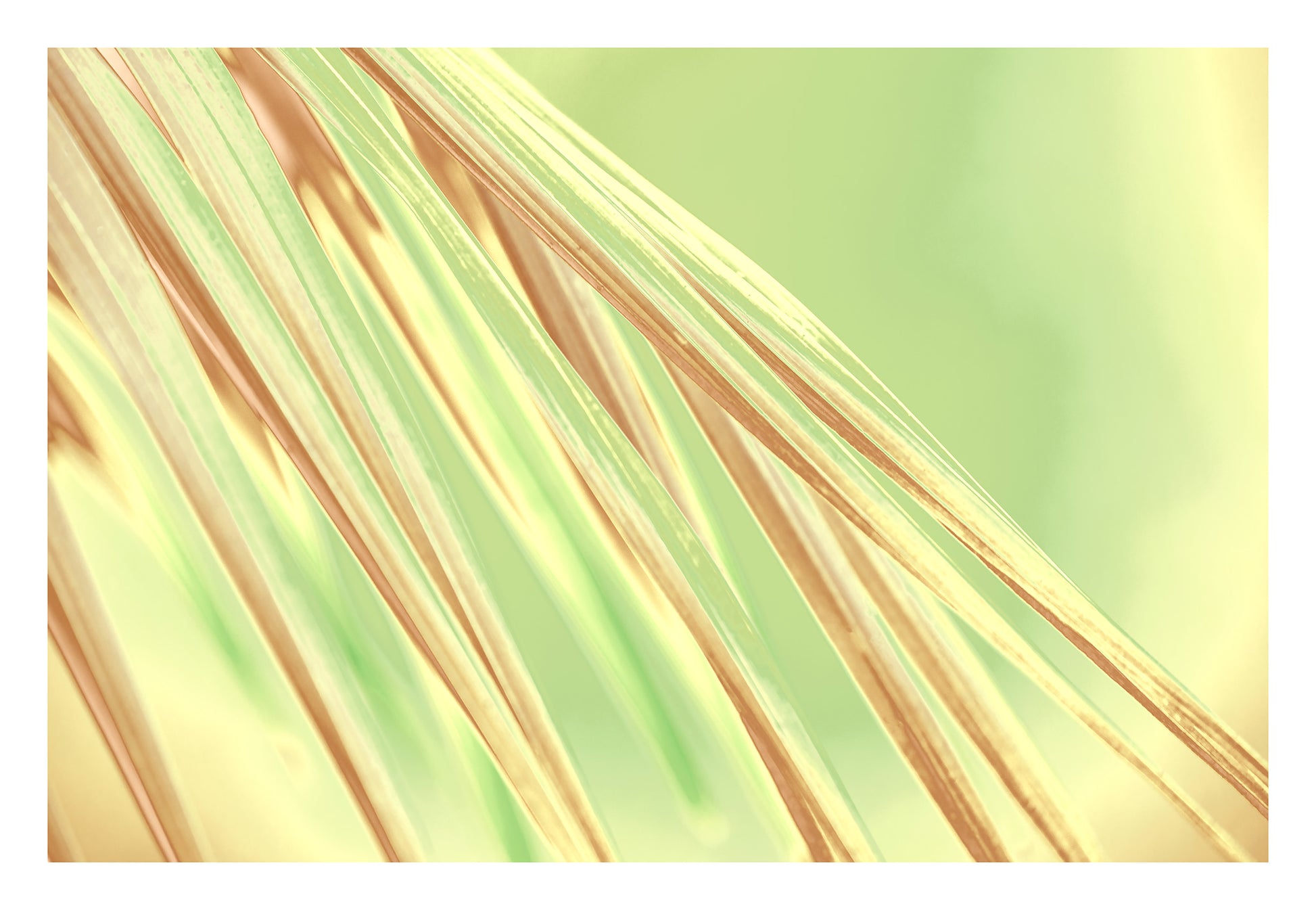 Xtra POP Set - Palm Frond - 190151bv35 - 104x74cm, Abstract palm frond artwork with soft golden and green hues, radiating a fresh, sunlit calm with elegant linear flow.