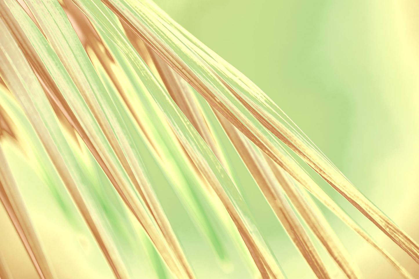 Xtra POP Set - Palm Frond - 190151bv35 - 90x60cm, Abstract palm frond artwork with soft golden and green hues, radiating a fresh, sunlit calm with elegant linear flow.