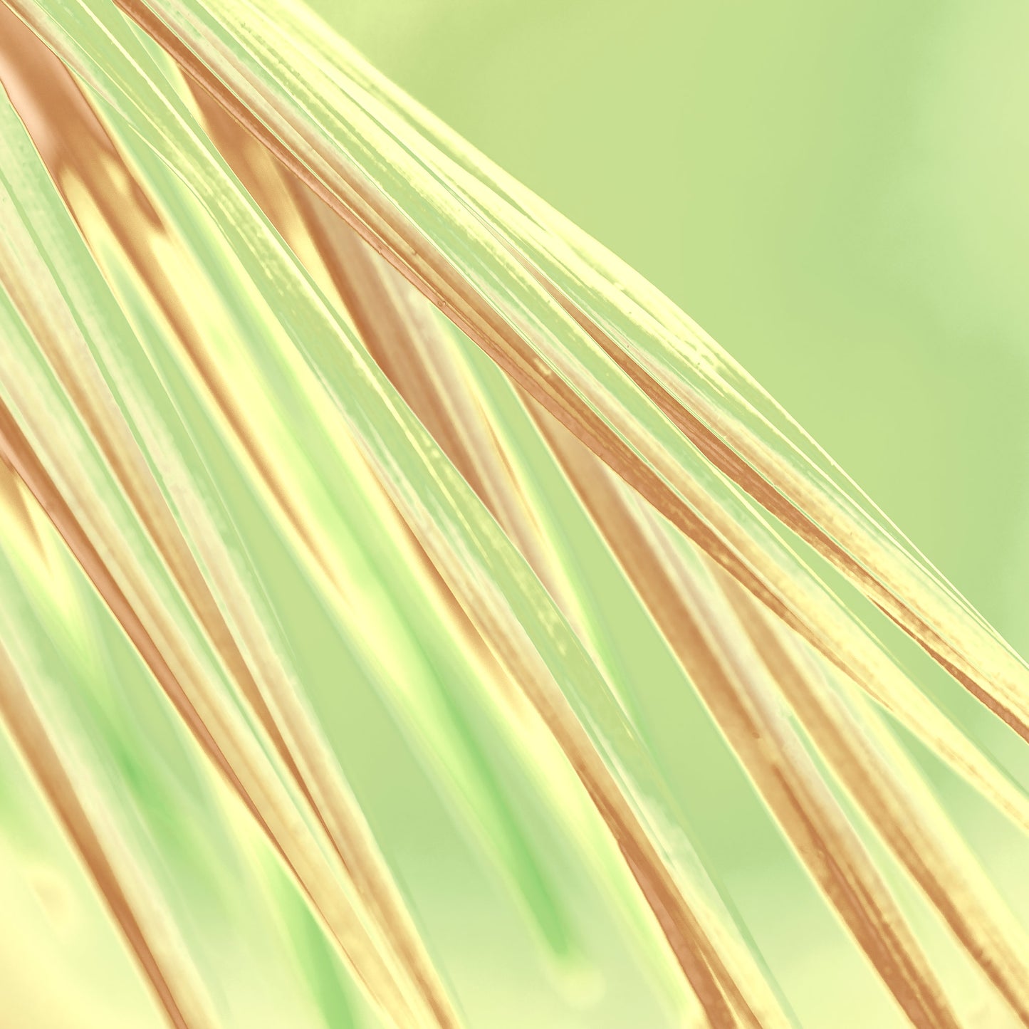 Xtra POP Set - Palm Frond - 190151bv35 - Close Detail View, Abstract palm frond artwork with soft golden and green hues, radiating a fresh, sunlit calm with elegant linear flow.
