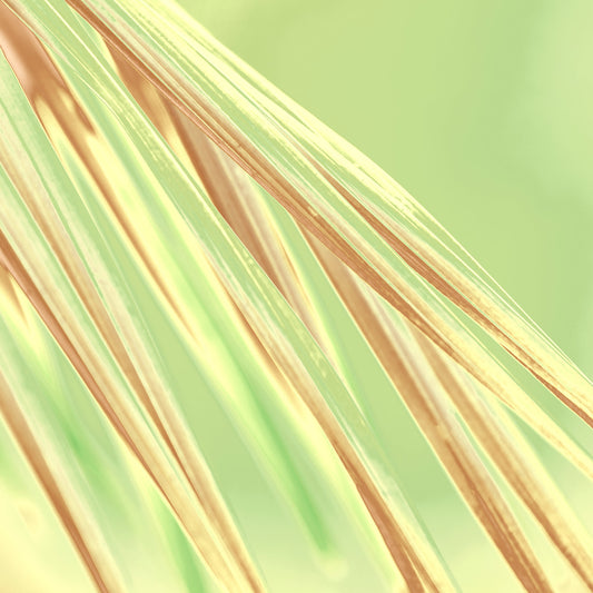 Xtra POP Set - Palm Frond - 190151bv35 - Close Detail View, Abstract palm frond artwork with soft golden and green hues, radiating a fresh, sunlit calm with elegant linear flow.