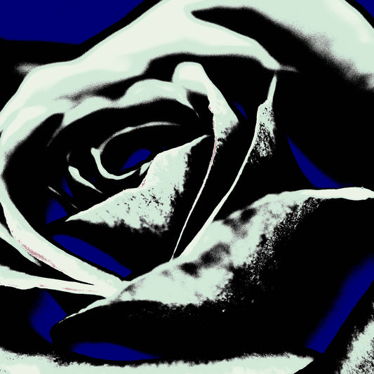 Xtra POP Set - Rose - 253980v10 - Close Detail View, Stylised pale rose with black shadows on a deep blue background, limited edition fine art print.