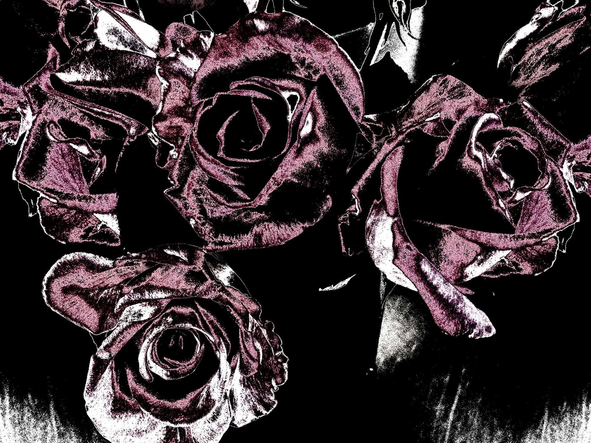 Xtra POP Set - Roses - Vase - 153339v25 - 90x67.5cm, Deep magenta roses in a vase set against a dramatic black background, limited edition fine art print.