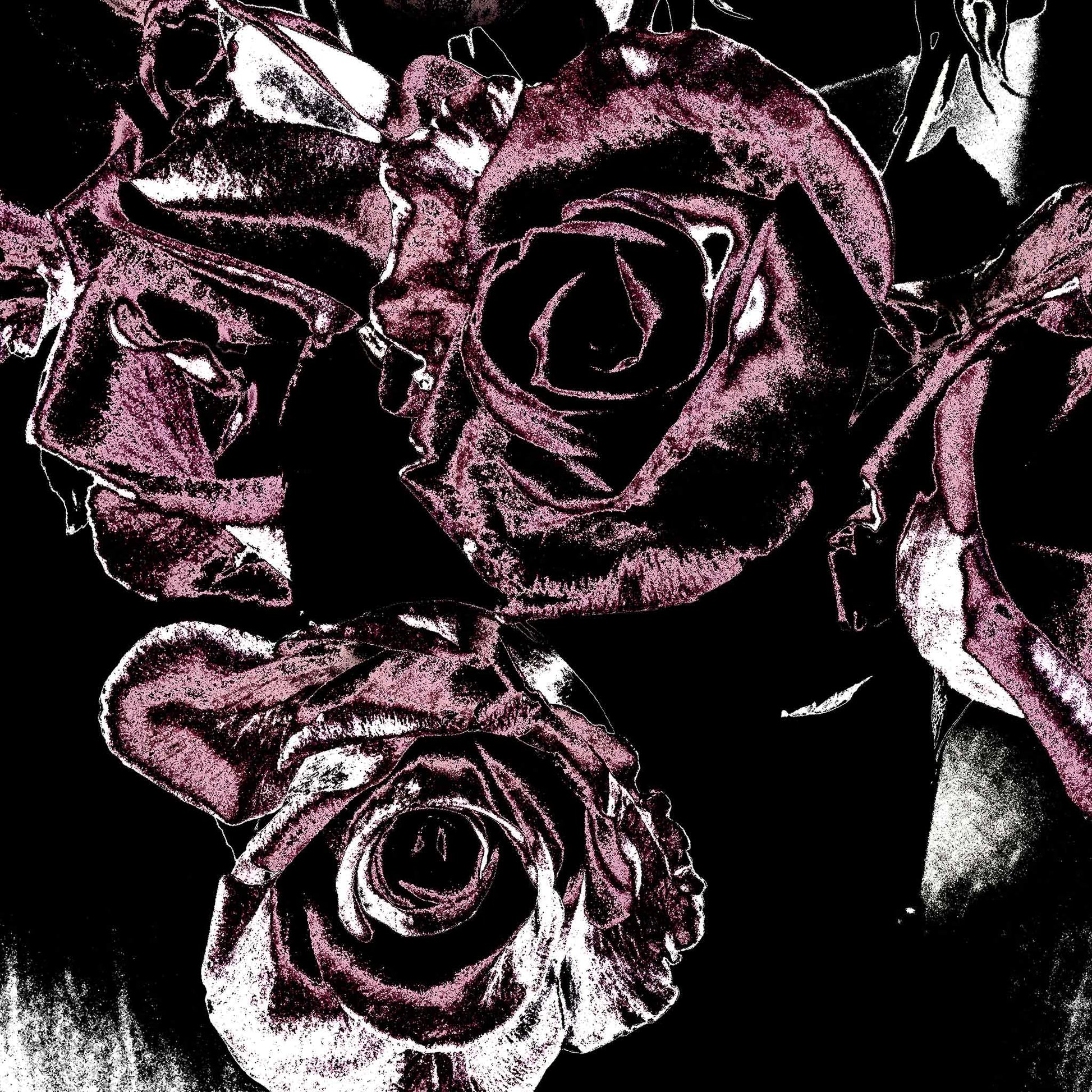Xtra POP Set - Roses - Vase - 153339v25 - Close Detail View, Deep magenta roses in a vase set against a dramatic black background, limited edition fine art print.