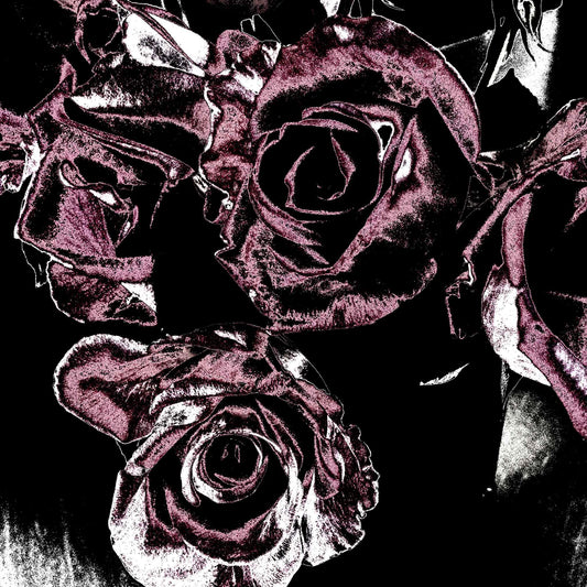 Xtra POP Set - Roses - Vase - 153339v25 - Close Detail View, Deep magenta roses in a vase set against a dramatic black background, limited edition fine art print.
