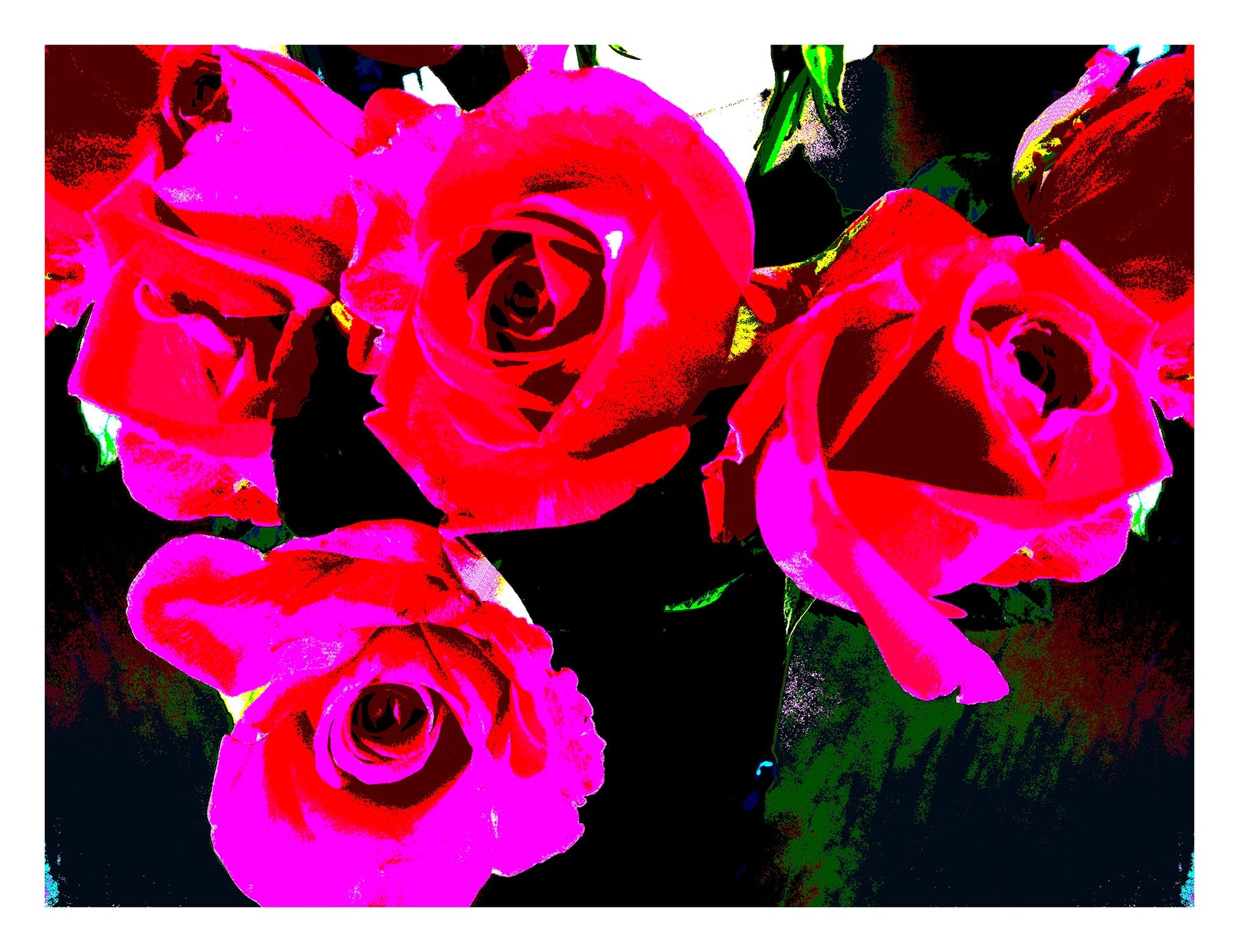 Xtra POP Set - Roses - Vase - 153339v68 - 104x81.5cm, Bright red and hot pink roses with dramatic dark background, limited edition fine art print.