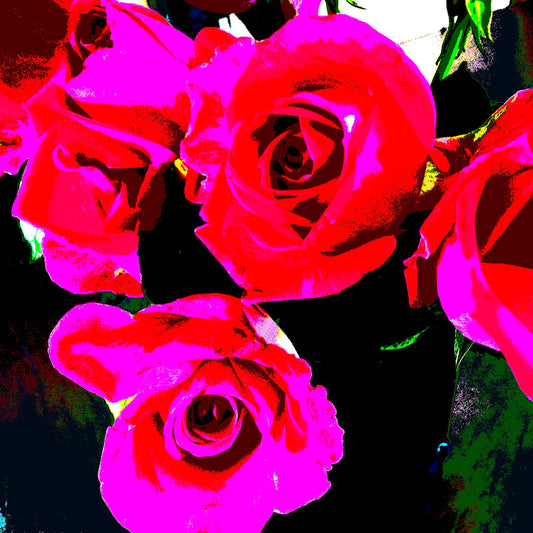 Xtra POP Set - Roses - Vase - 153339v68 - Close Detail View, Bright red and hot pink roses with dramatic dark background, limited edition fine art print.